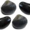 Behr Trendex Mini Carp Shells, 6 Stuks!